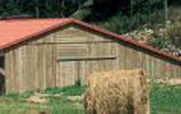 Un oso está parado frente a un cobertizo de madera con techo rojo.