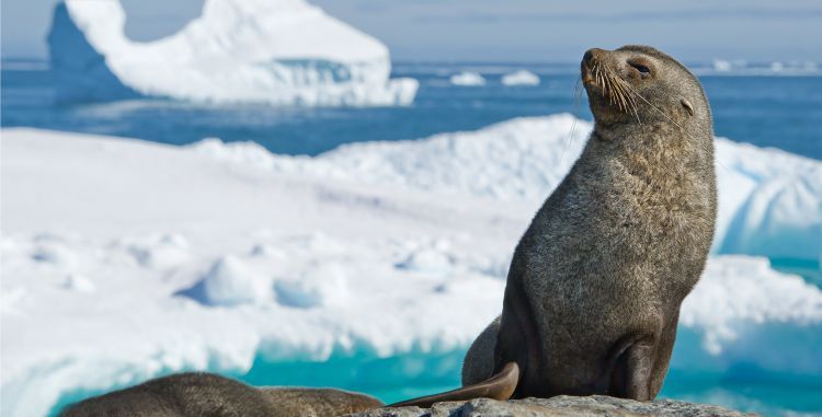 Seal in Antarctica a to z of travel destinations and experiences