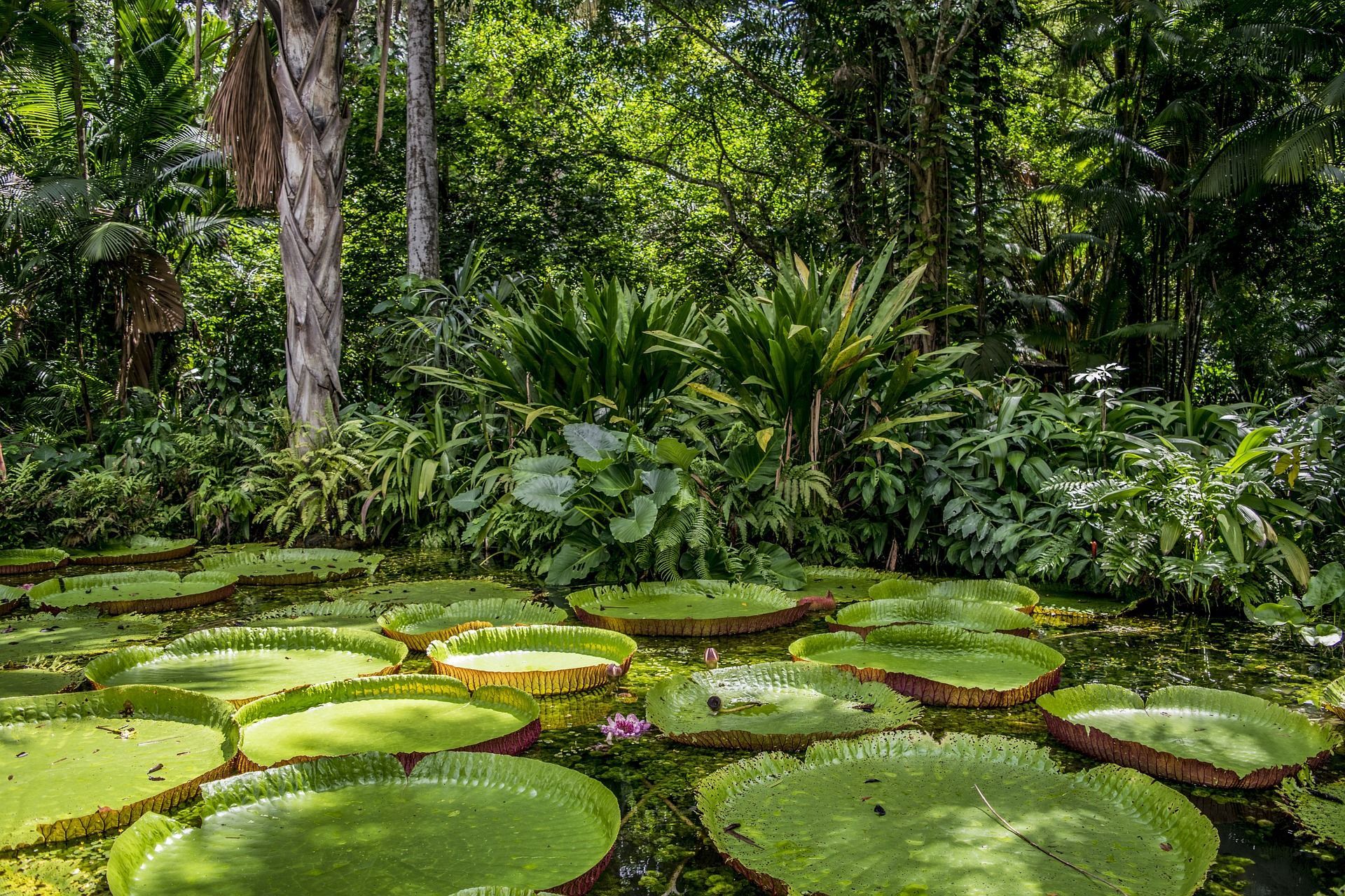 Amazon river filled with giant lily pads in the middle of a lush green forest.