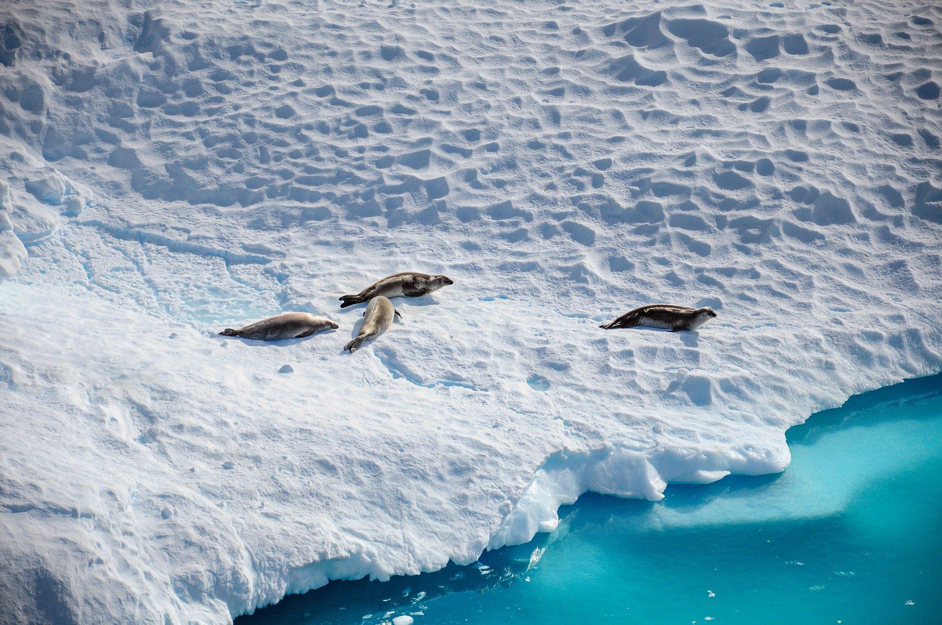 A group of seals are laying on top of a large piece of ice in Antarctica