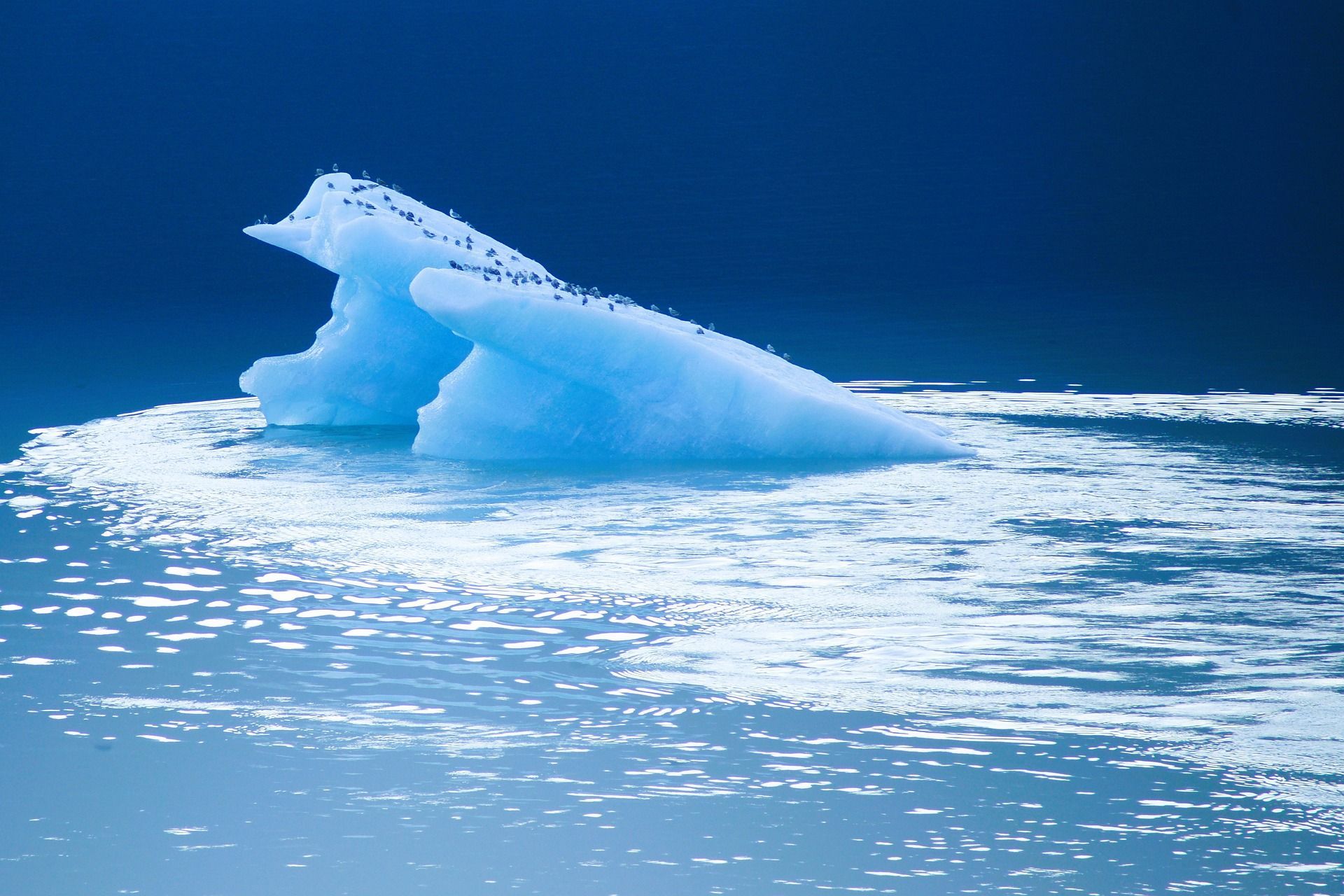 A large piece of ice with birds perching on it is floating on top of a body of water in Antarctica