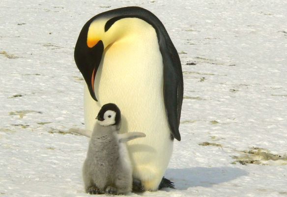 A penguin standing next to a baby penguin in the snow