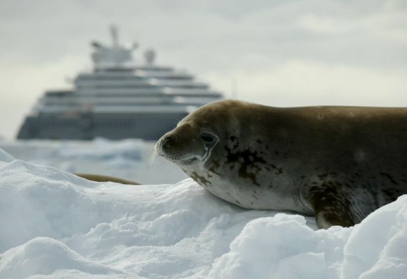 A seal is laying in the snow with a boat in the background in Antarctica