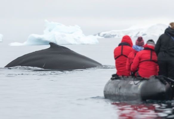 A group of people in a boat looking at a whale
