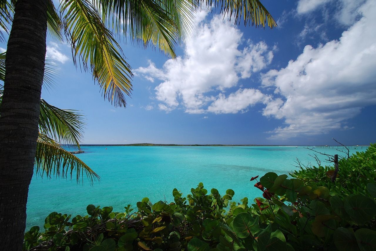 A palm tree stands in front of a turquoise ocean