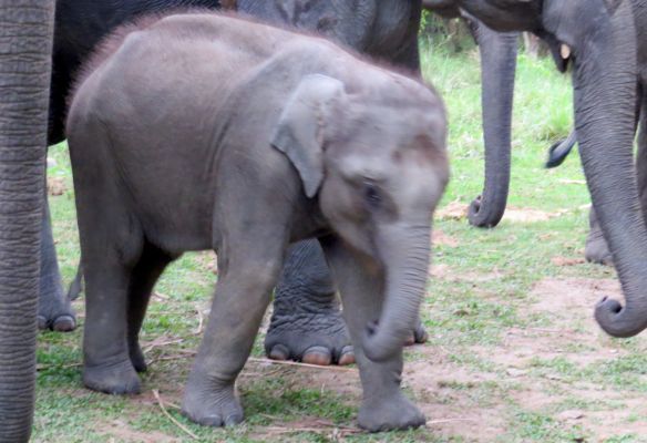 A baby elephant is standing in the grass with other elephants