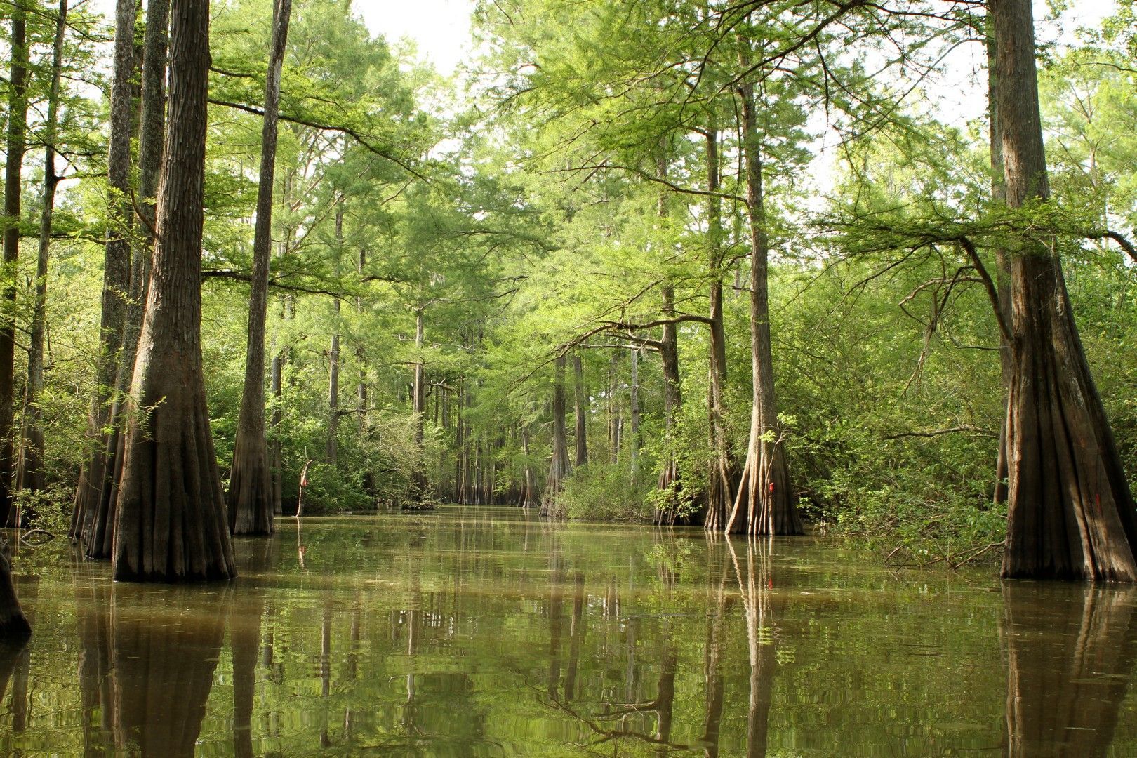 A swamp filled with trees and a body of water.