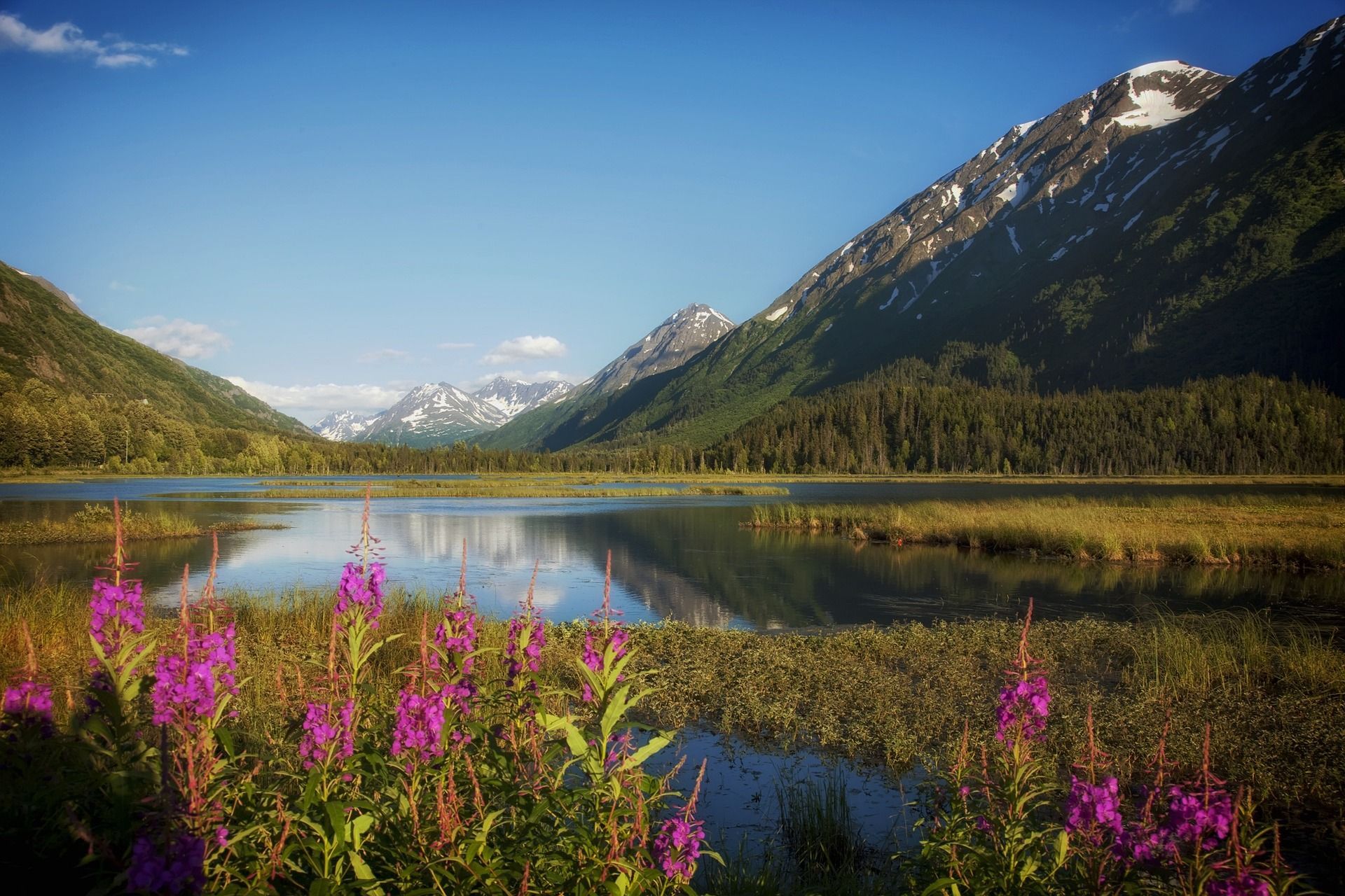 A lake with mountains in the background and purple flowers in the foreground