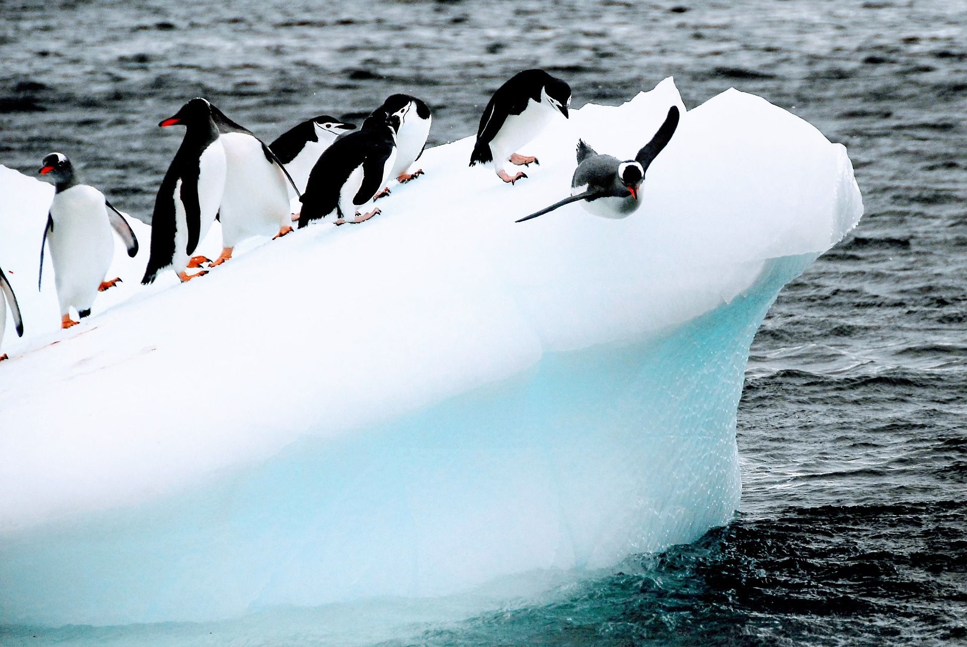 A group of penguins standing on top of an iceberg in the ocean.