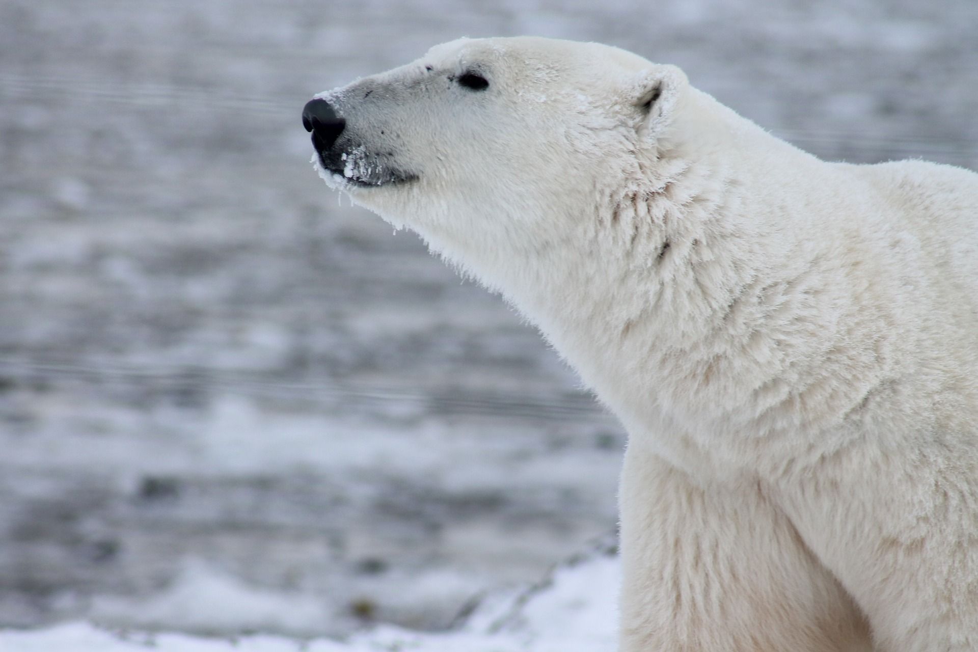 A polar bear is standing in the snow and looking up.