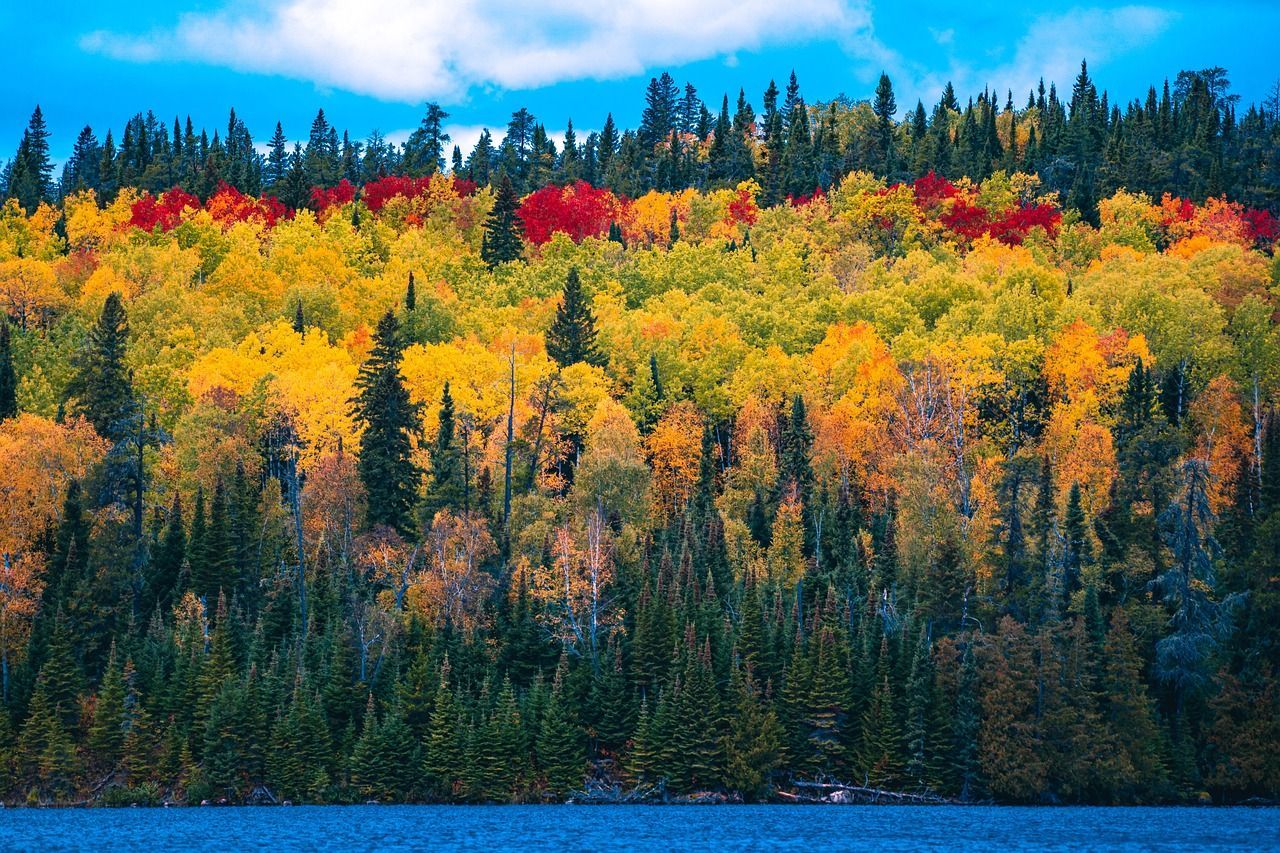 A forest with trees that are changing colors and a lake in the background.