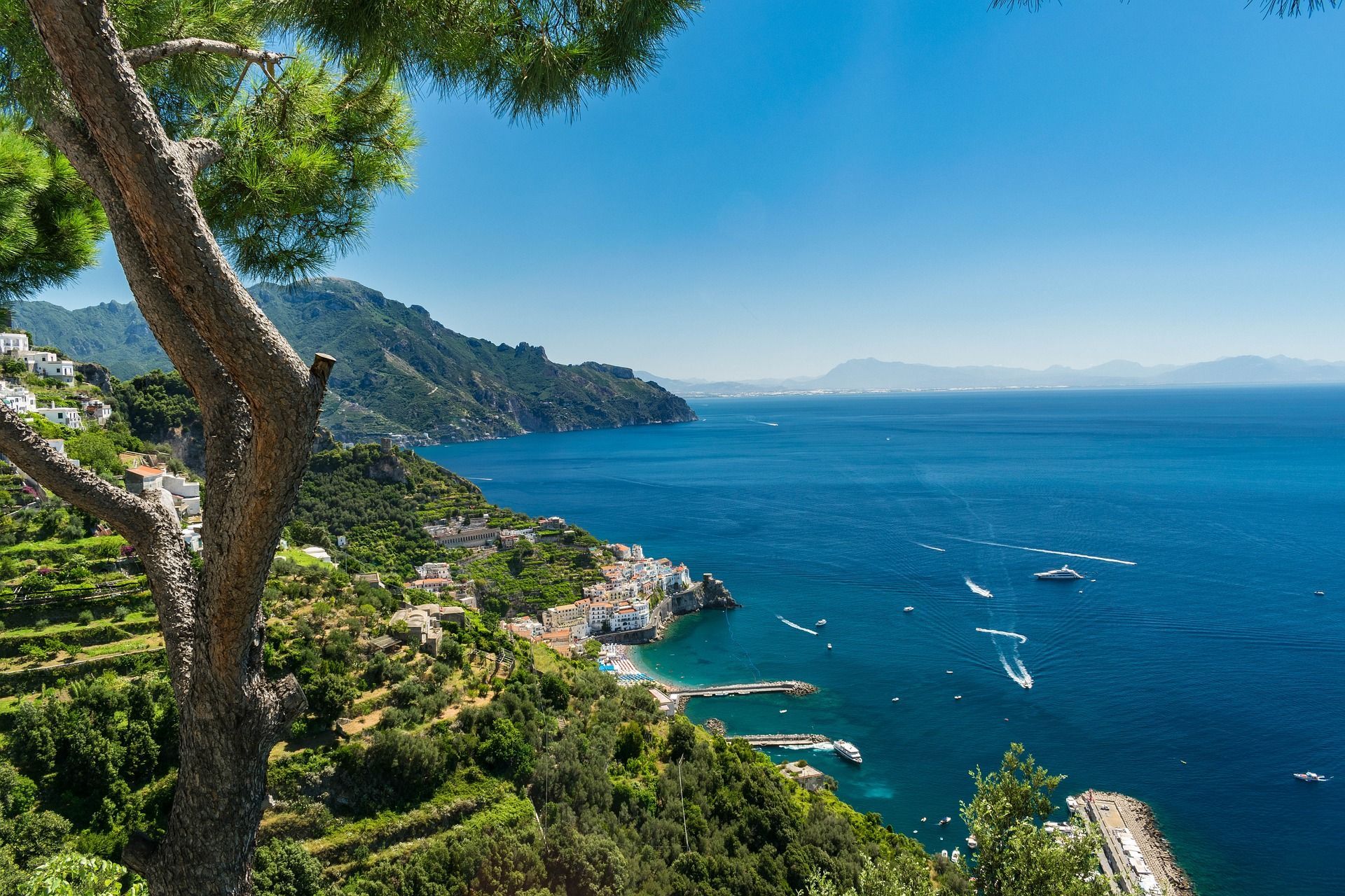 A view of the ocean from a hill with a tree in the foreground.