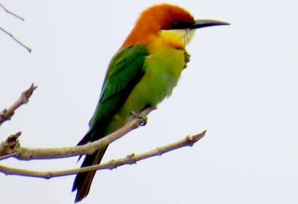 A colorful bird perched on a tree branch