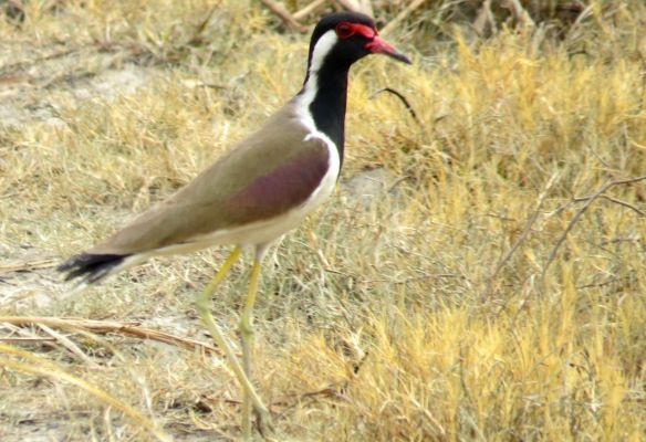 A bird with a red beak is standing in the grass in Kaziranga National Park