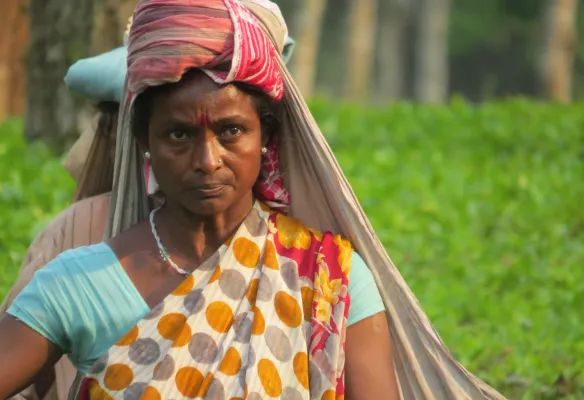 A woman wearing a sari is standing in a tea plantation on the banks of the Brahmaputra river