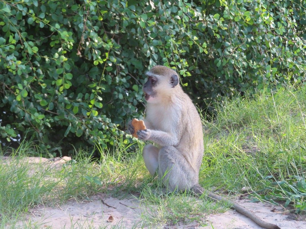 A monkey is sitting in the grass eating a piece of food.