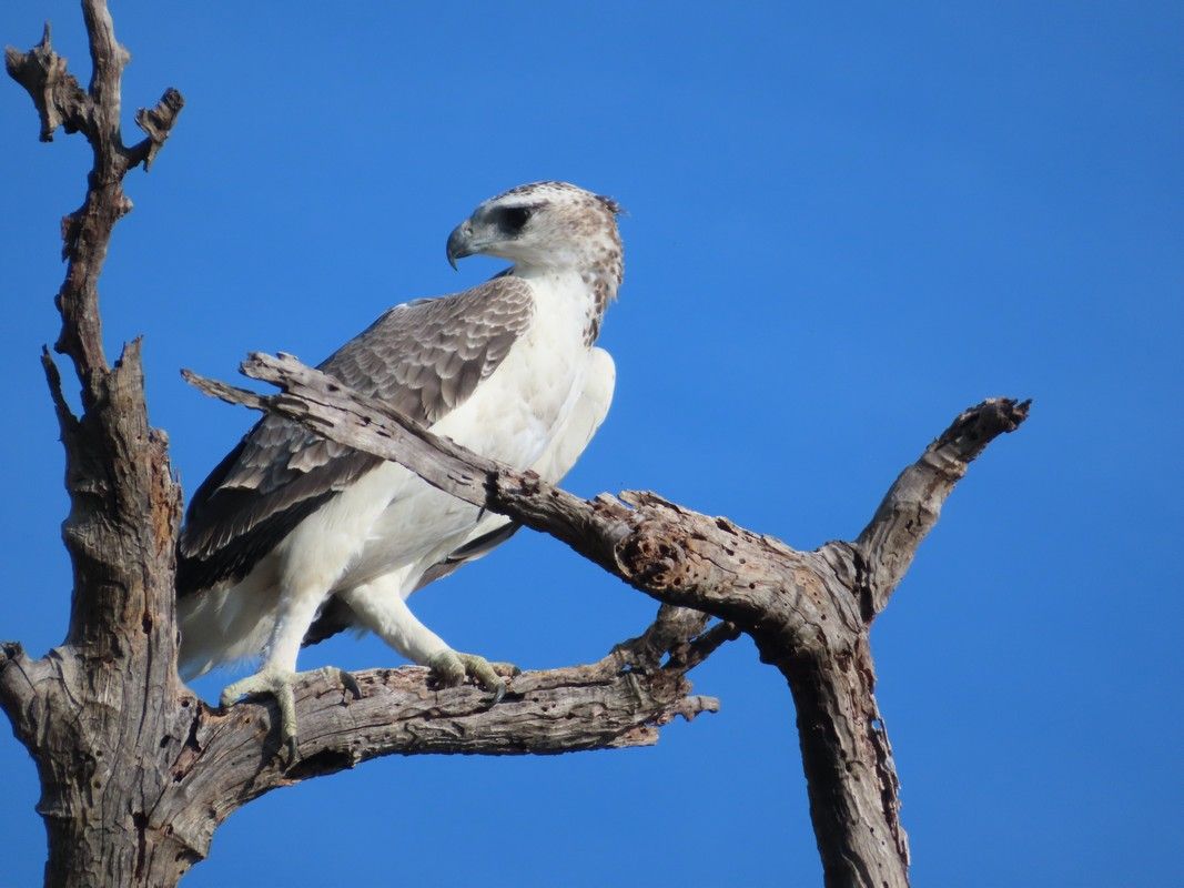 A bird perched on a tree branch with a blue sky in the background