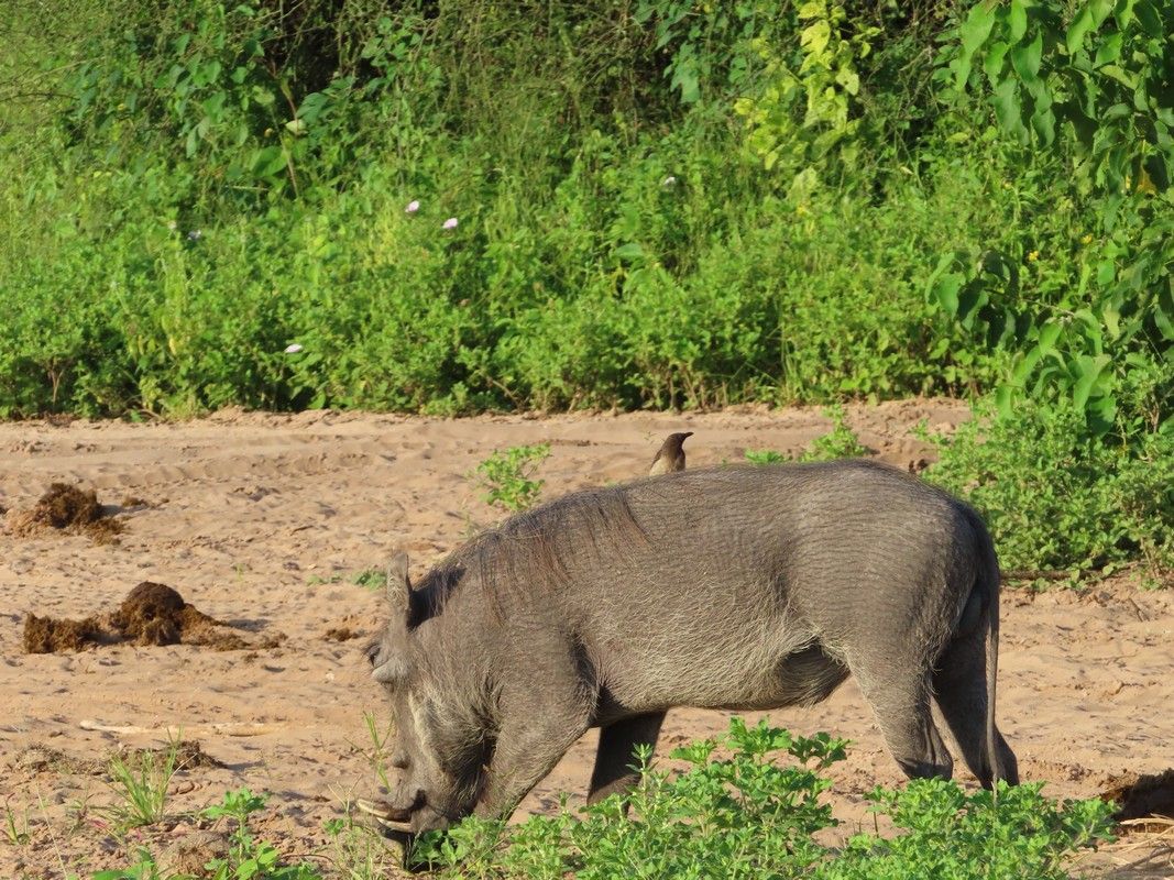 A warthog is eating grass in a field.