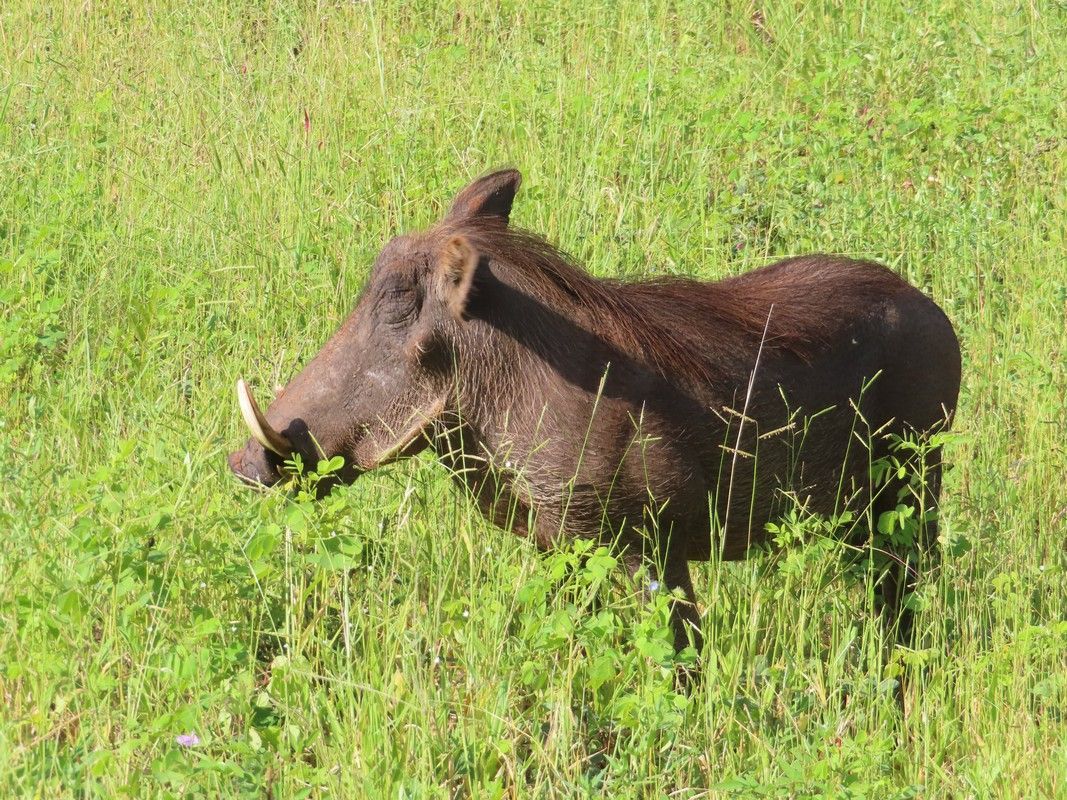 A warthog with large tusks is standing in a grassy field.