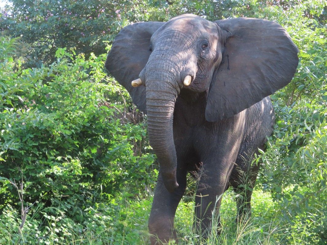 An elephant is standing in the grass looking at the camera.