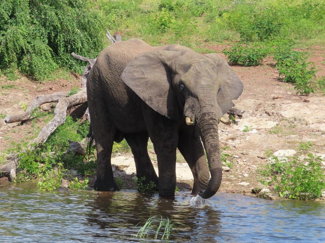 An elephant is drinking water from a river.