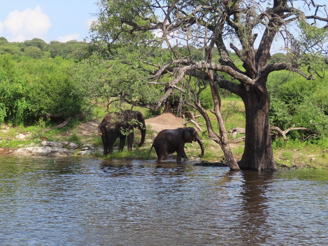 Two elephants are standing in the water near a tree.