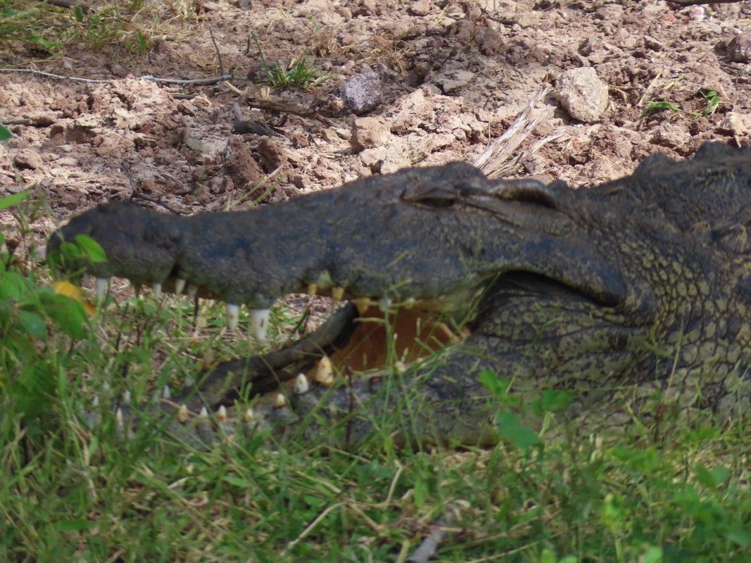 A crocodile is laying in the grass with its mouth open