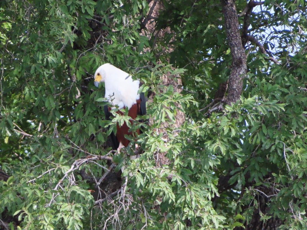 A bald eagle perched on top of a tree branch.