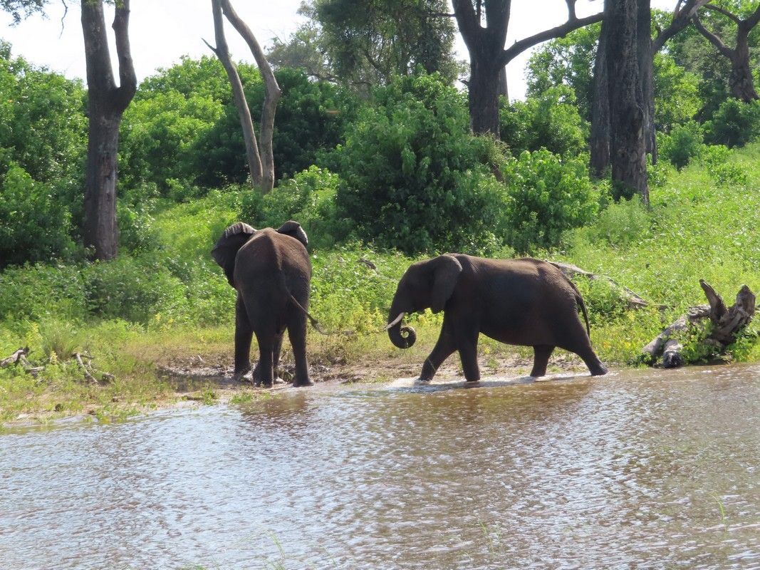 Two elephants are walking across a body of water