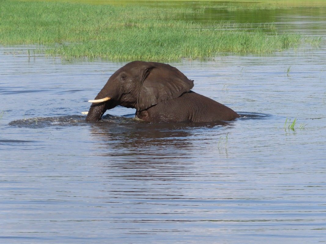 An elephant is swimming in a body of water.