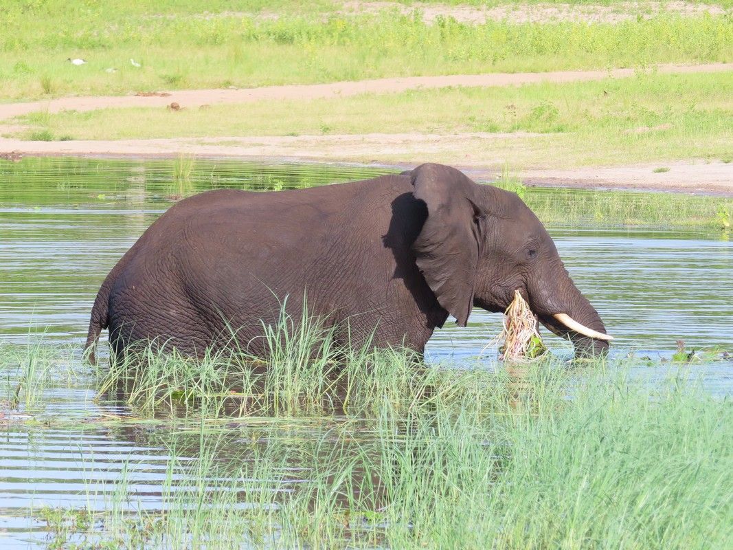 An elephant is drinking water from a river.