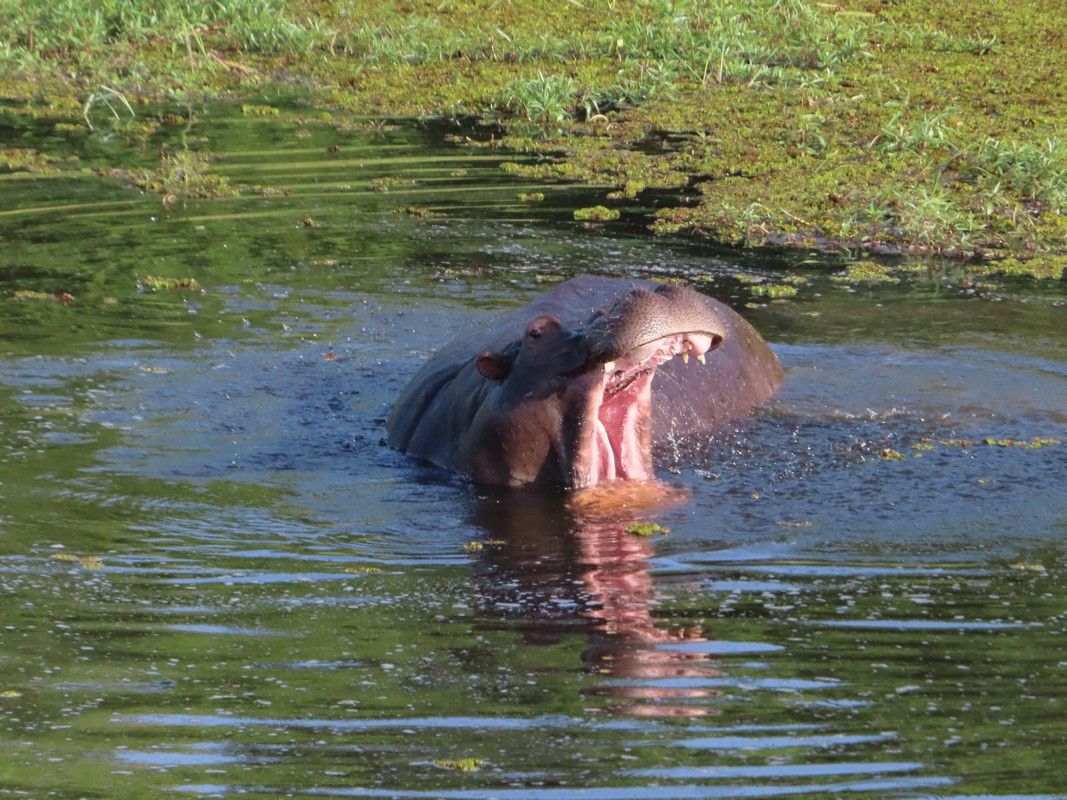 A hippopotamus is swimming in a pond with its mouth open.