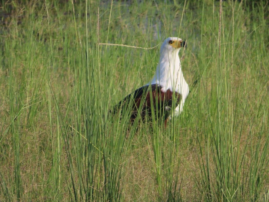 A bald eagle is standing in a field of tall grass.