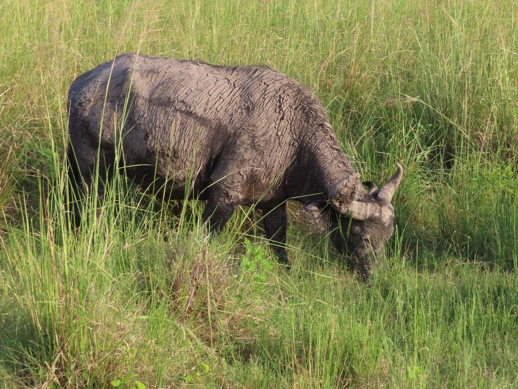 A rhinoceros is grazing in a field of tall grass.
