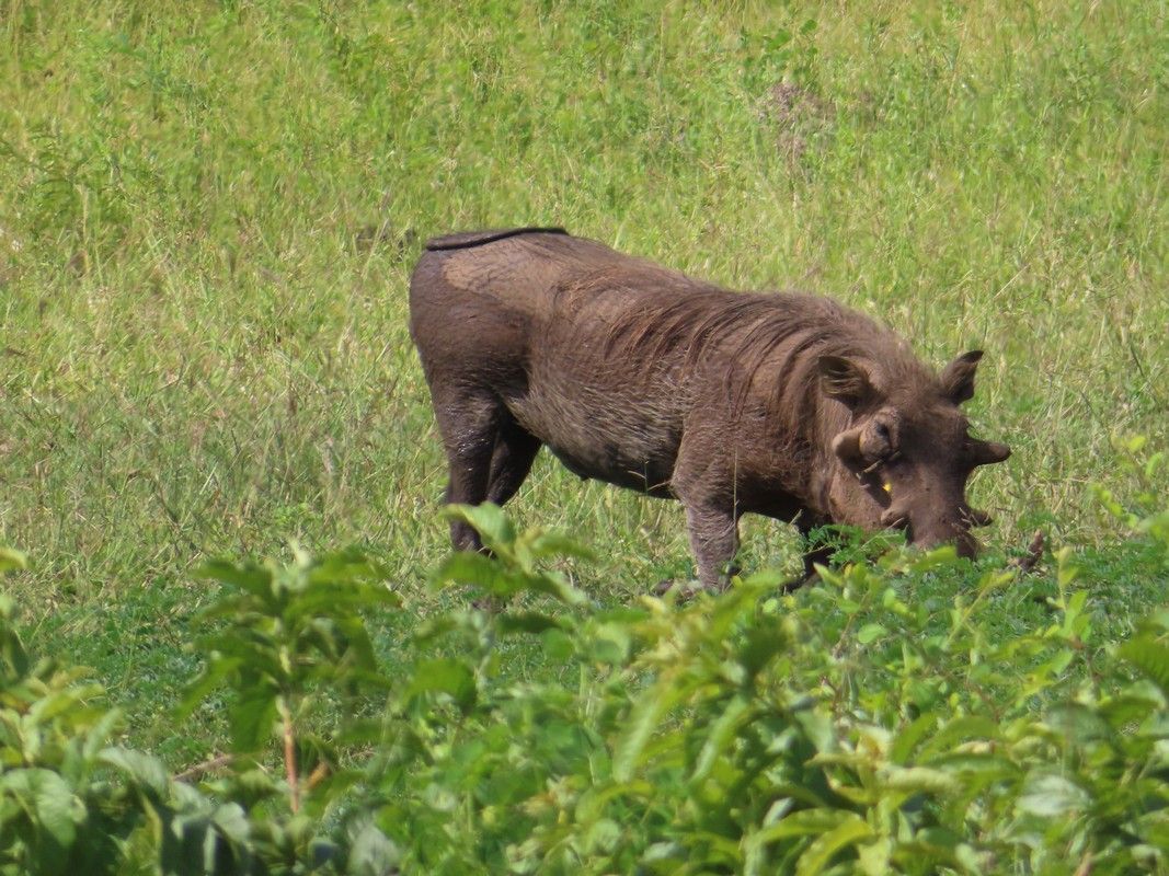 A warthog is eating grass in a field.
