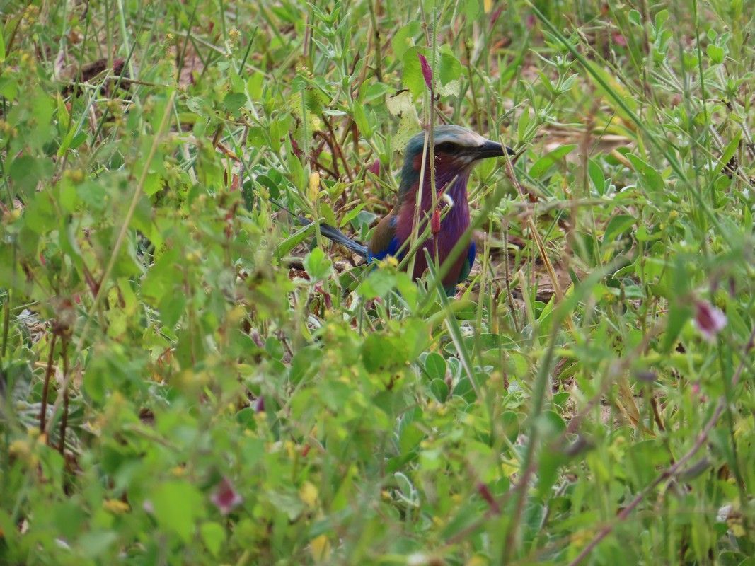 A bird is sitting in the grass in a field.