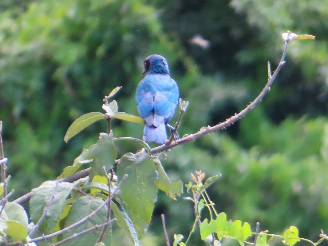 A blue bird is perched on a tree branch.