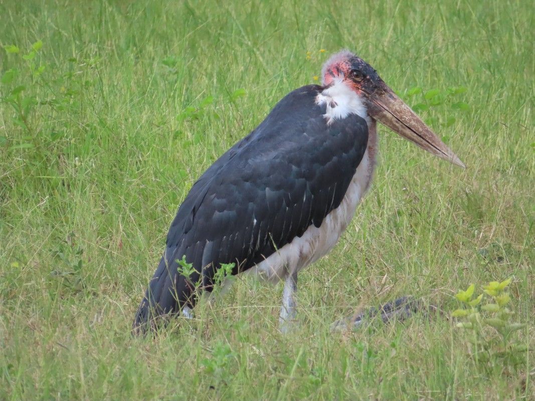 A large black and white bird with a long beak is standing in the grass.
