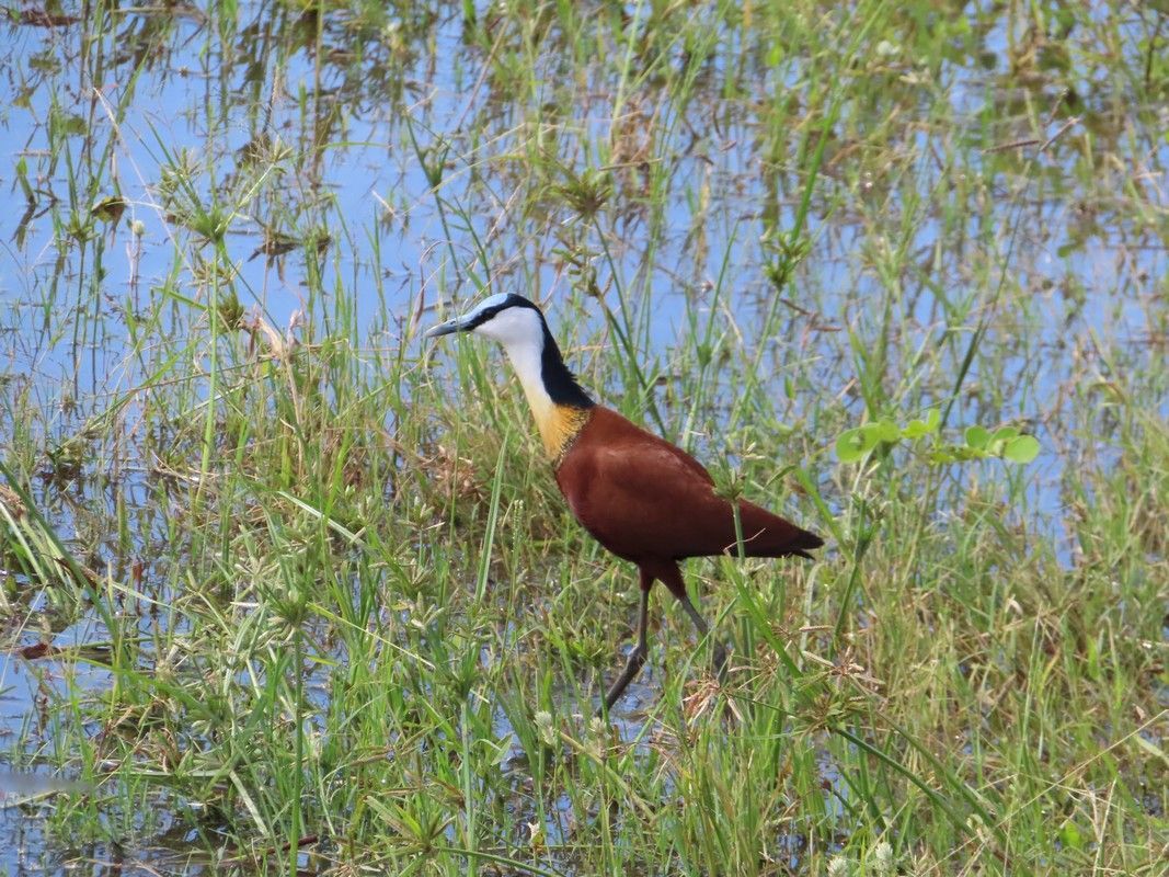 A bird is standing in the grass near a body of water.