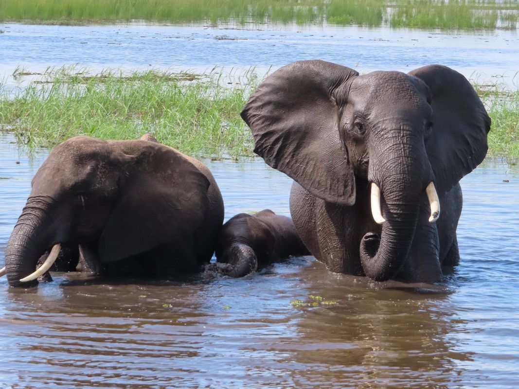 Two elephants are standing in a body of water.
