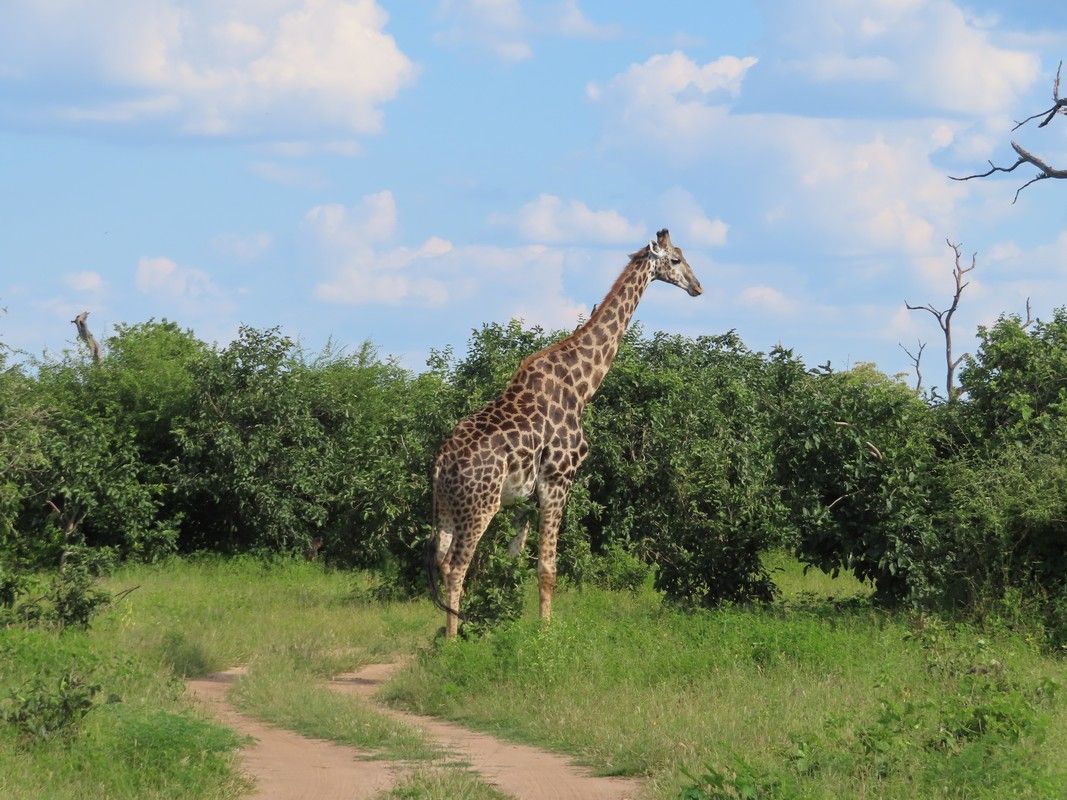 A giraffe is standing in the middle of a grassy field.