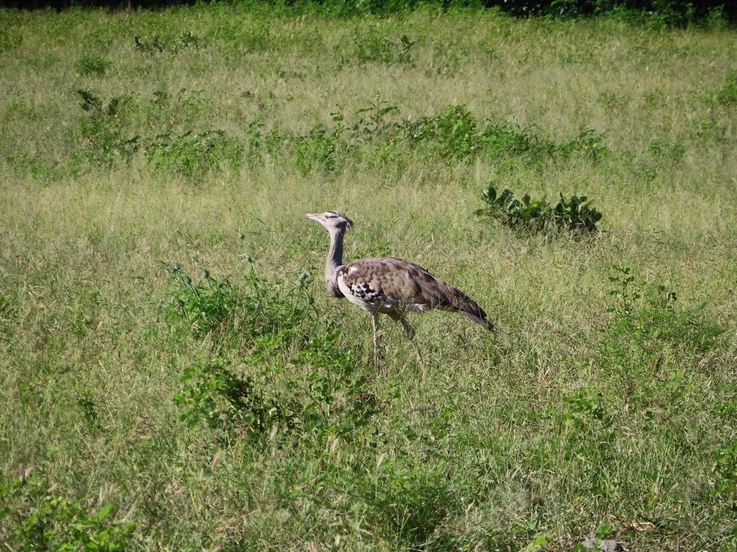 A bird is standing in the middle of a grassy field.
