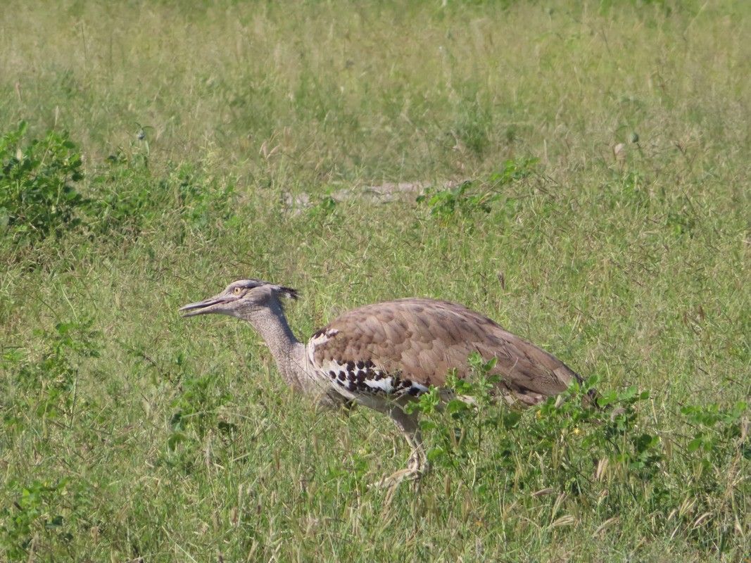 A bird is walking through a grassy field.