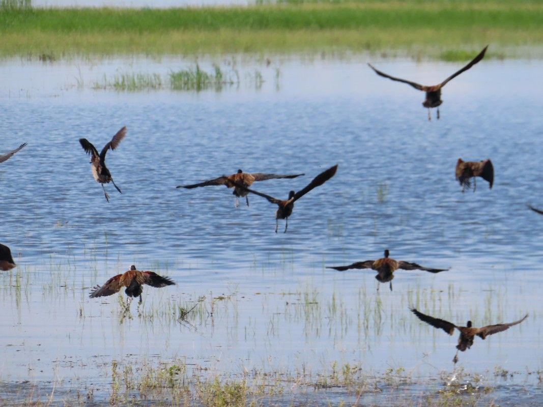 A flock of birds are flying over a body of water