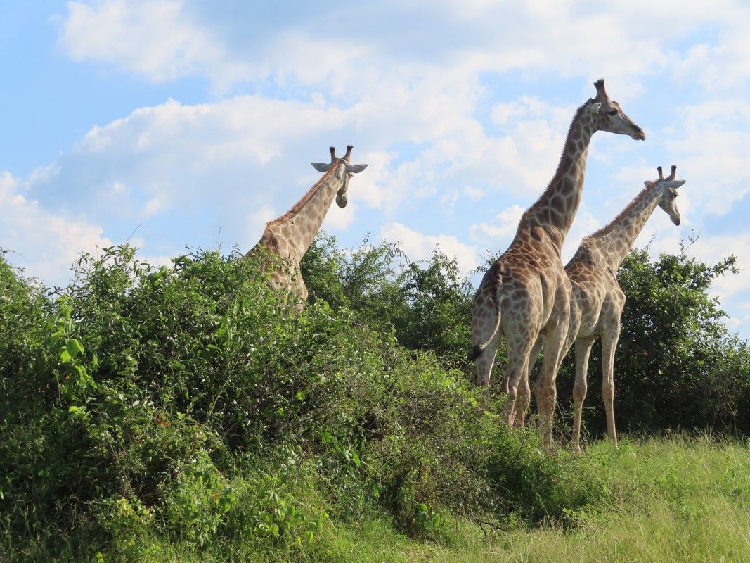 Three giraffes are standing next to each other in a field.