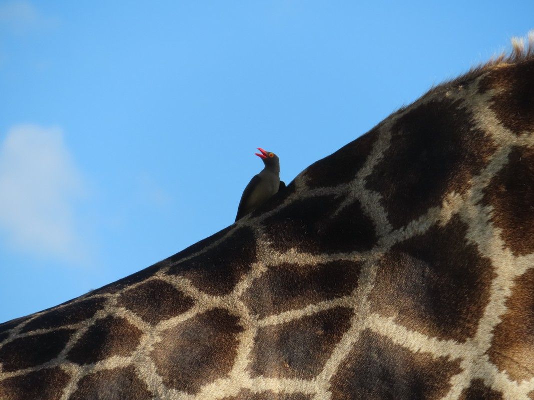 A bird is perched on the back of a giraffe