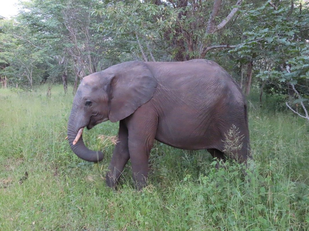 An elephant is walking through a grassy field with trees in the background.