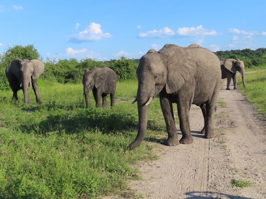 A herd of elephants are walking down a dirt road.