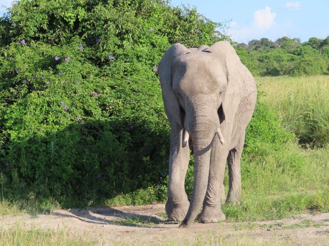 An elephant is standing in a grassy field with trees in the background.