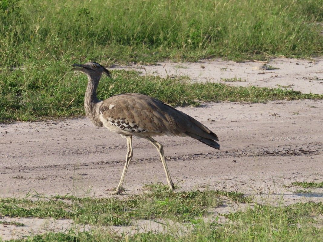 A bird is walking across a dirt road in a field.